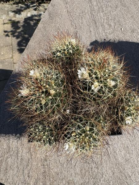 Mammillaria dolichothele albescens
